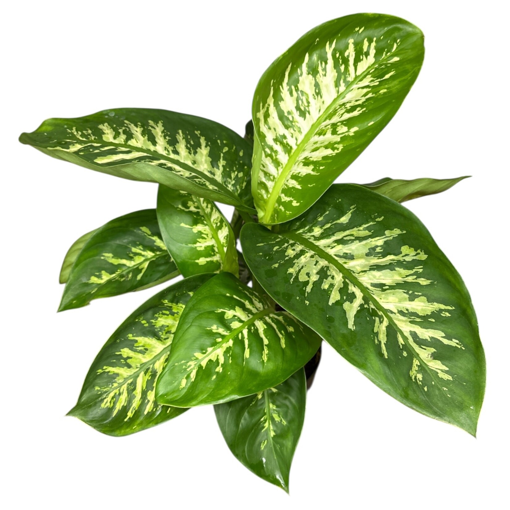 Planten Dieffenbachia reeva - Ø17