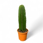 Planten Euphorbia ingens - Ø17