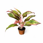 Planten Aglaonema red fire - Ø09