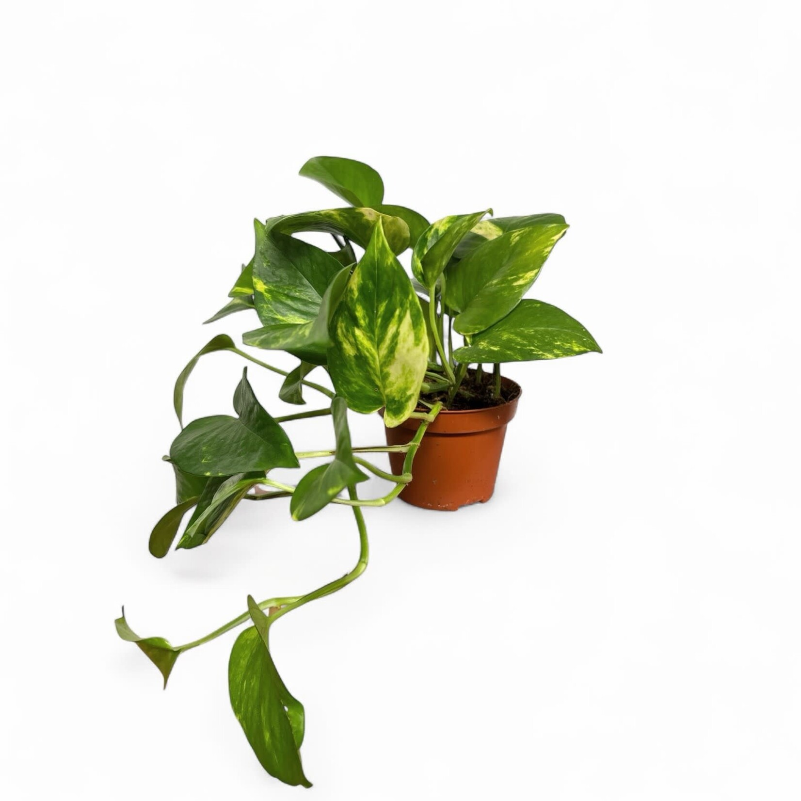 Planten Epipremnum aureum - Ø08