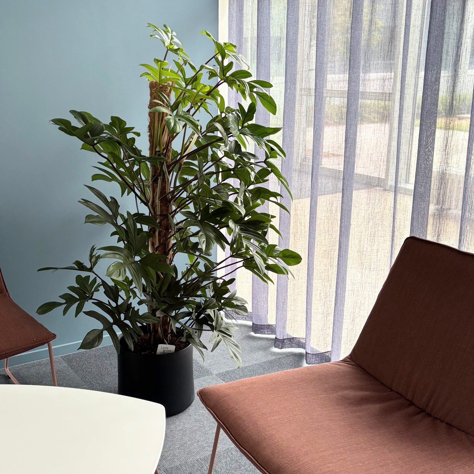 Planten Philodendron pedatum - Ø24