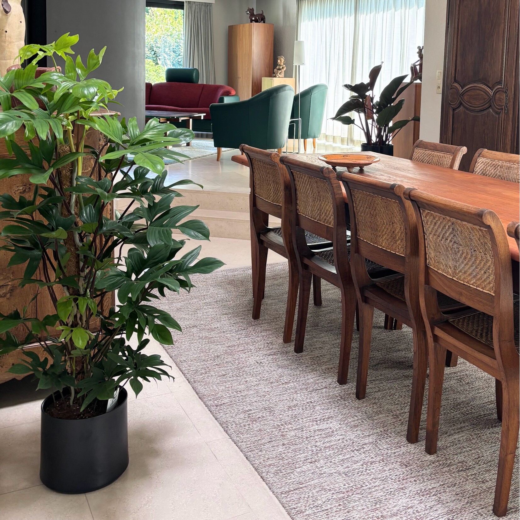 Planten Philodendron pedatum - Ø24