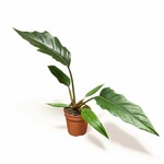 Planten Philodendron choco empre - Ø12