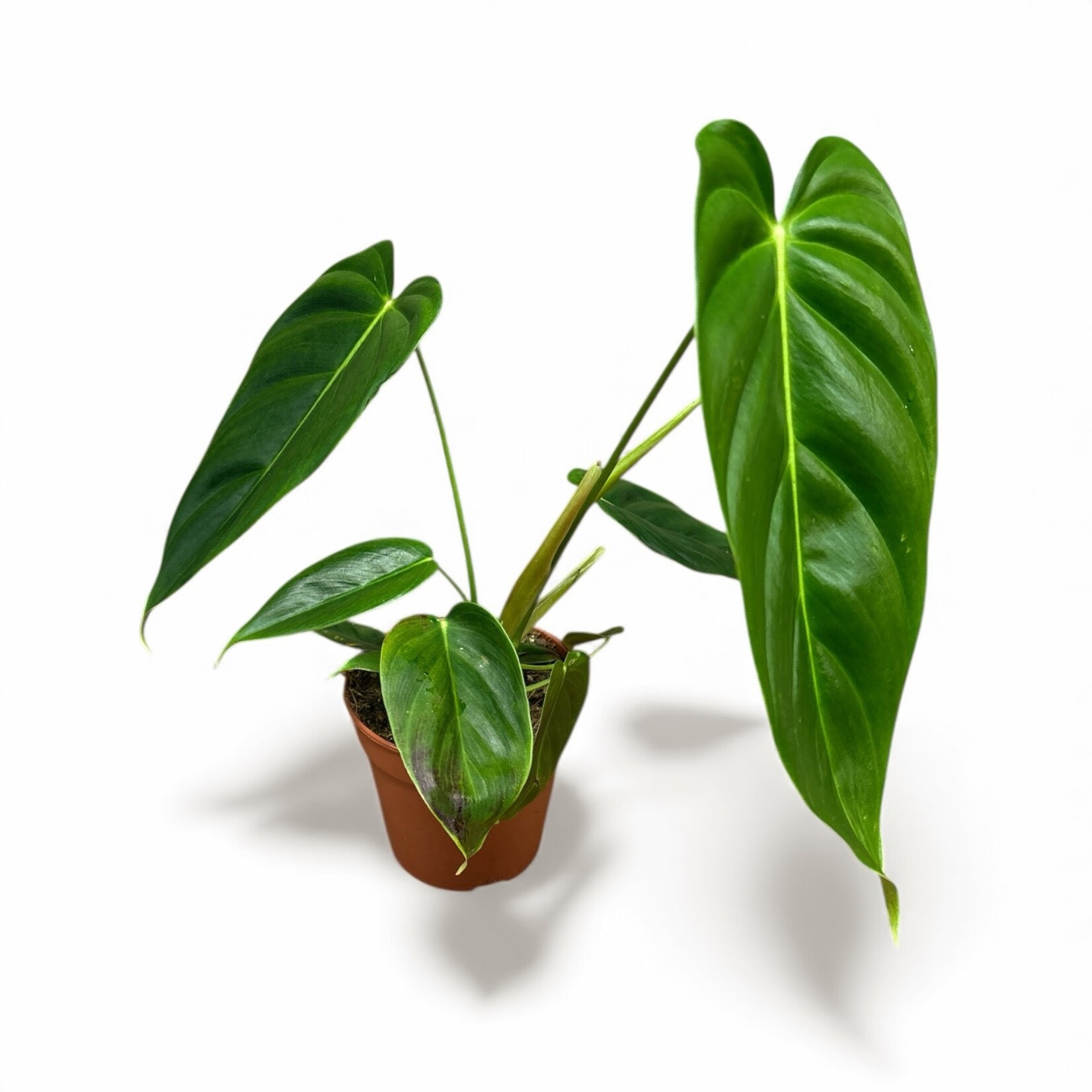 Planten Philodendron esmeraldens - Ø12