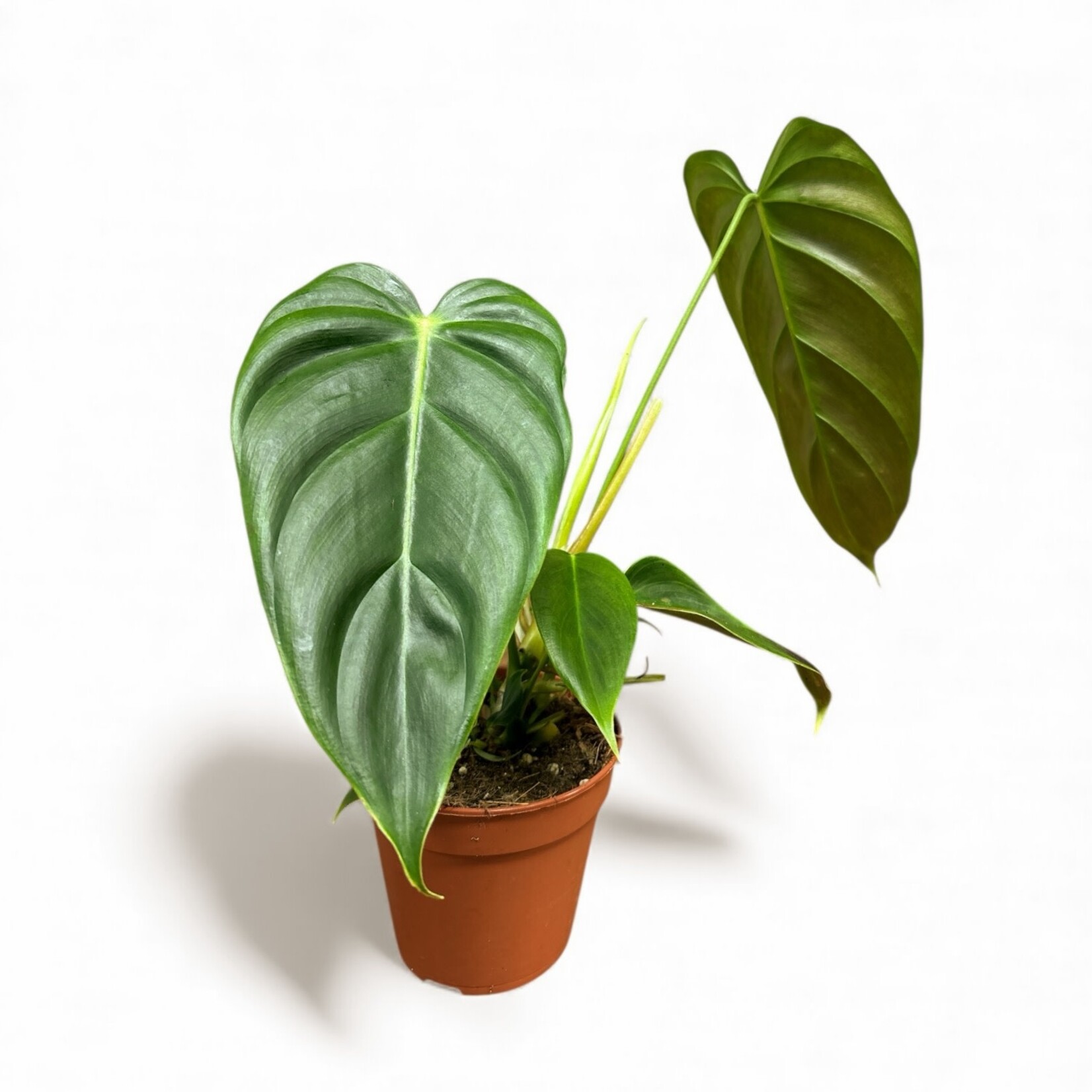 Planten Philodendron esmeraldens - Ø12