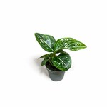 Planten Aglaonema toms pride - Ø06
