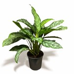 Planten Aglaonema Chantal - Ø24