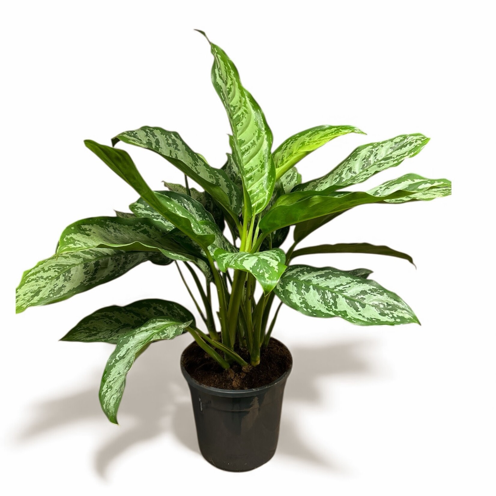 Planten Aglaonema Chantal - Ø24 - Hoogte 80 cm