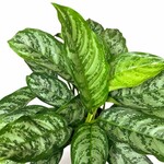 Planten Aglaonema Chantal - Ø24 - Hoogte 80 cm