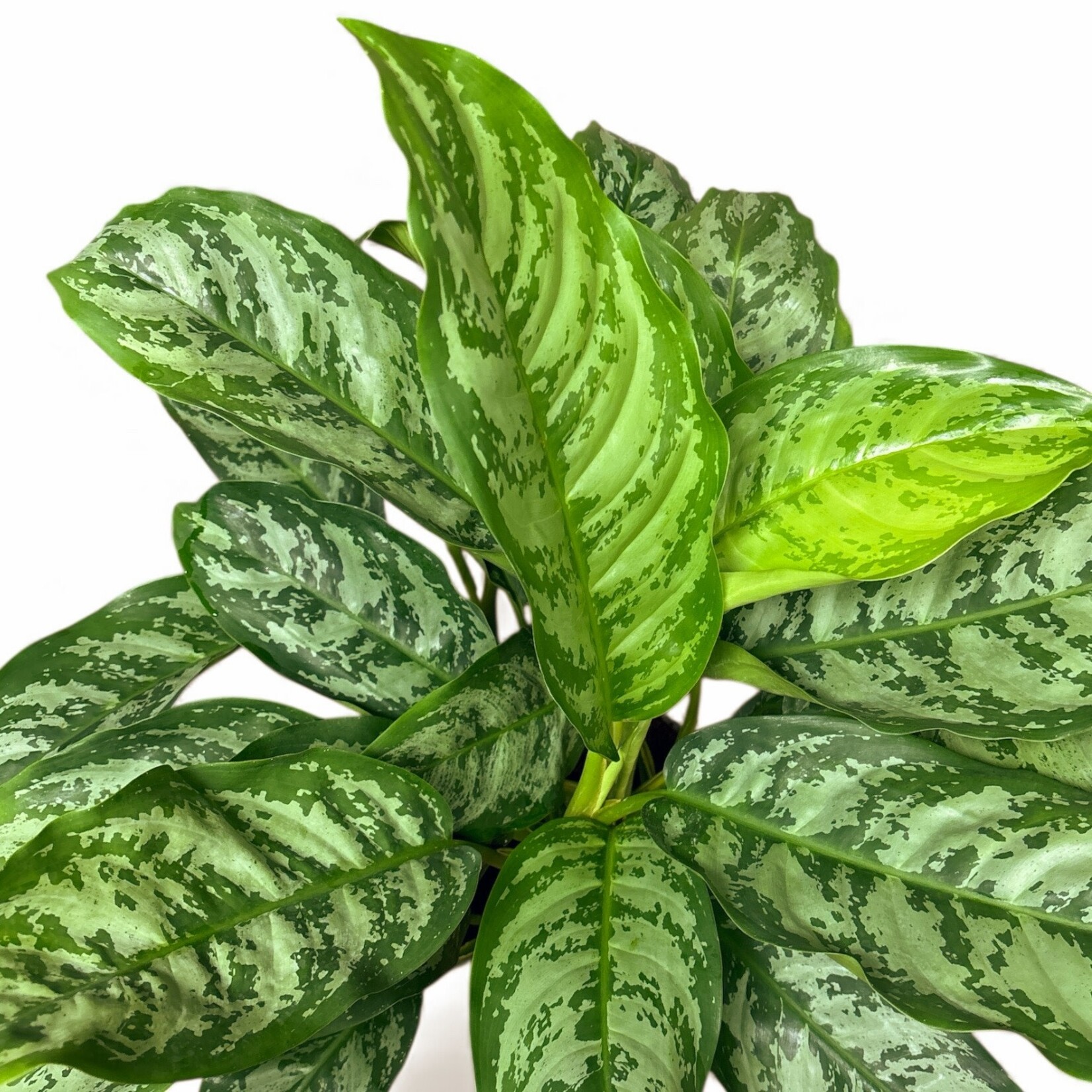 Planten Aglaonema Chantal - Ø24 - Hoogte 80 cm