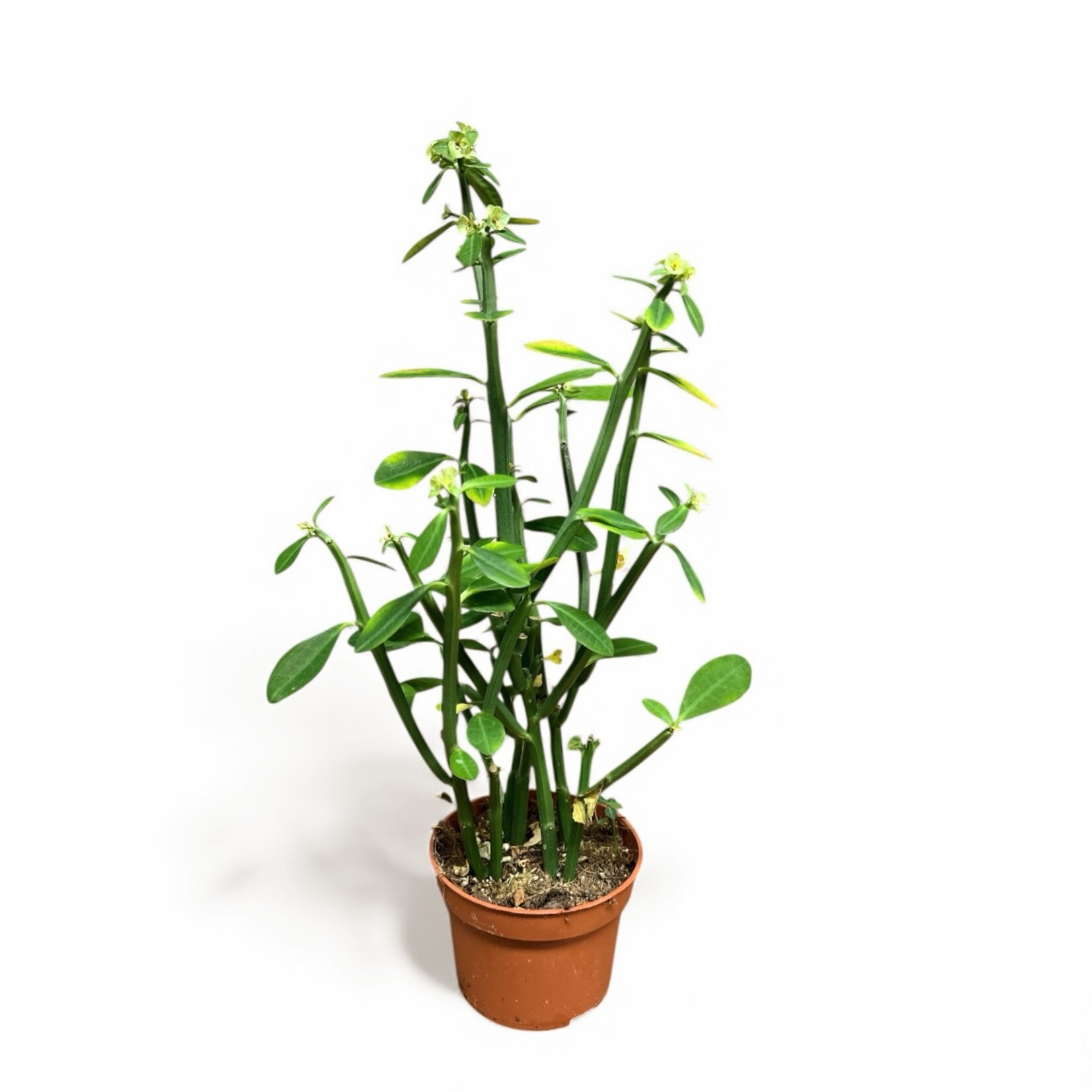Planten Euphorbia bio phosphorea - Ø10