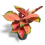 Planten Aglaonema china red - Ø21