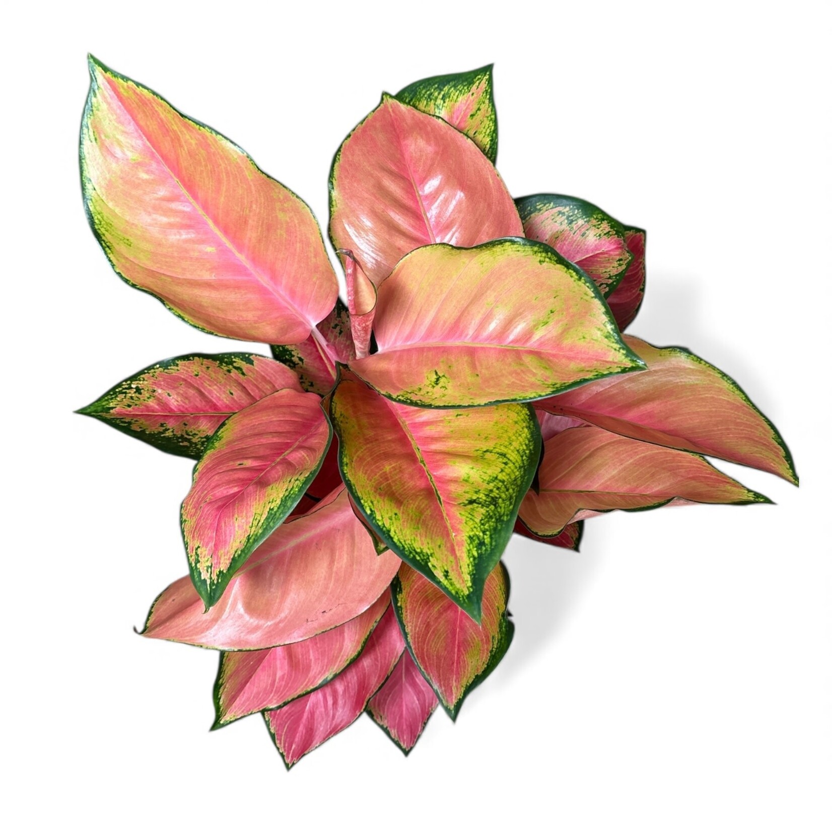 Planten Aglaonema china red - Ø21