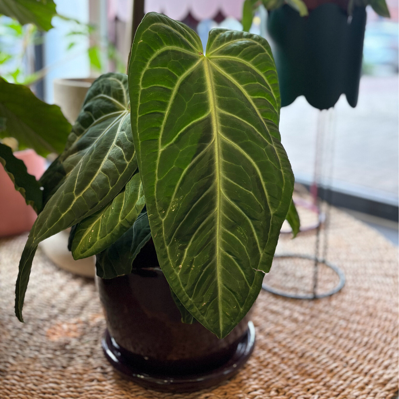 Anthurium villenaorum - Ø21