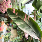 Planten Musa Nono - Ø27