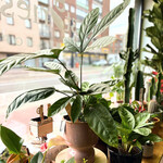 Planten Trevesia burckii - Ø14