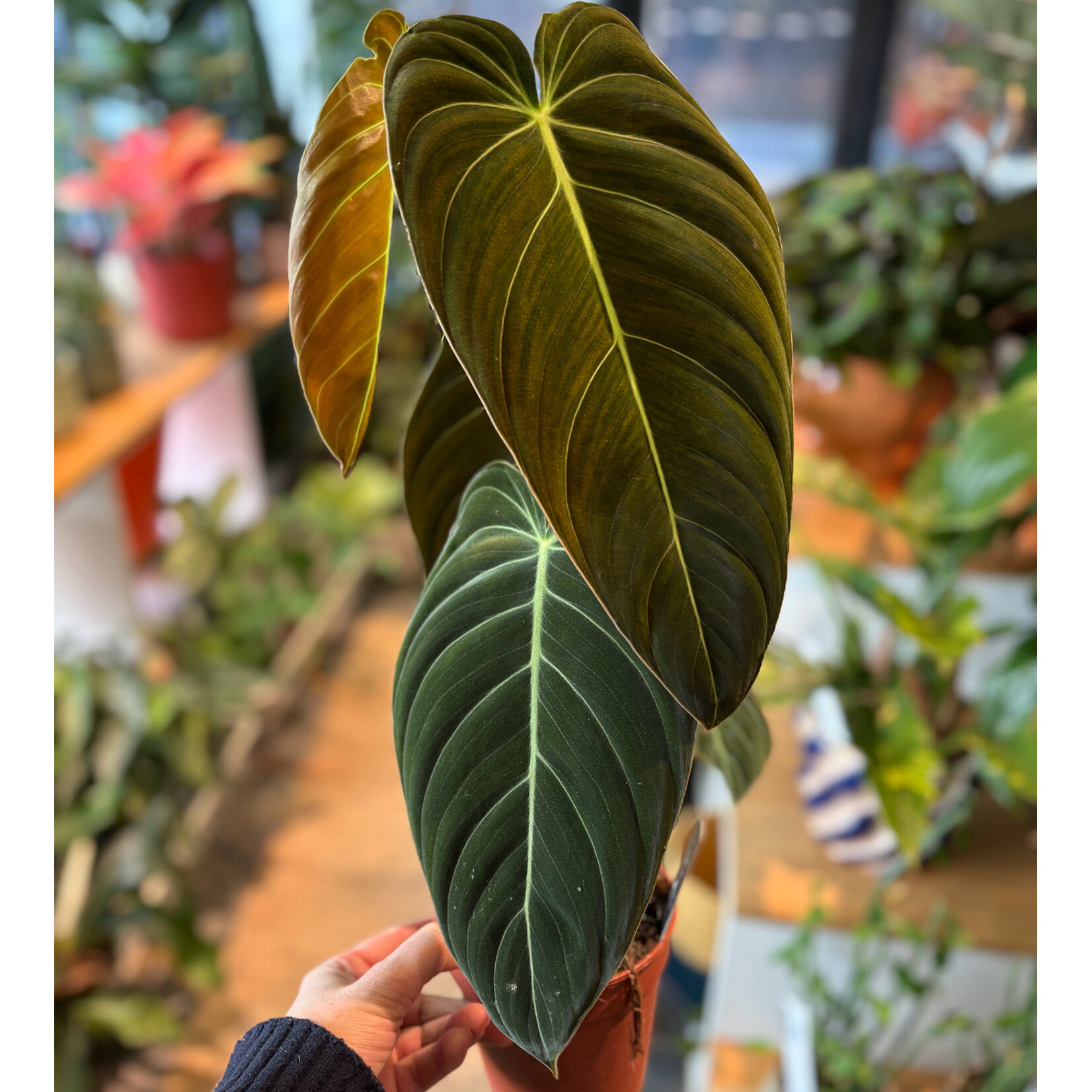 Planten Philodendron melanochrysum - Ø12