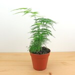 Planten Asparagus plumosus - Ø09