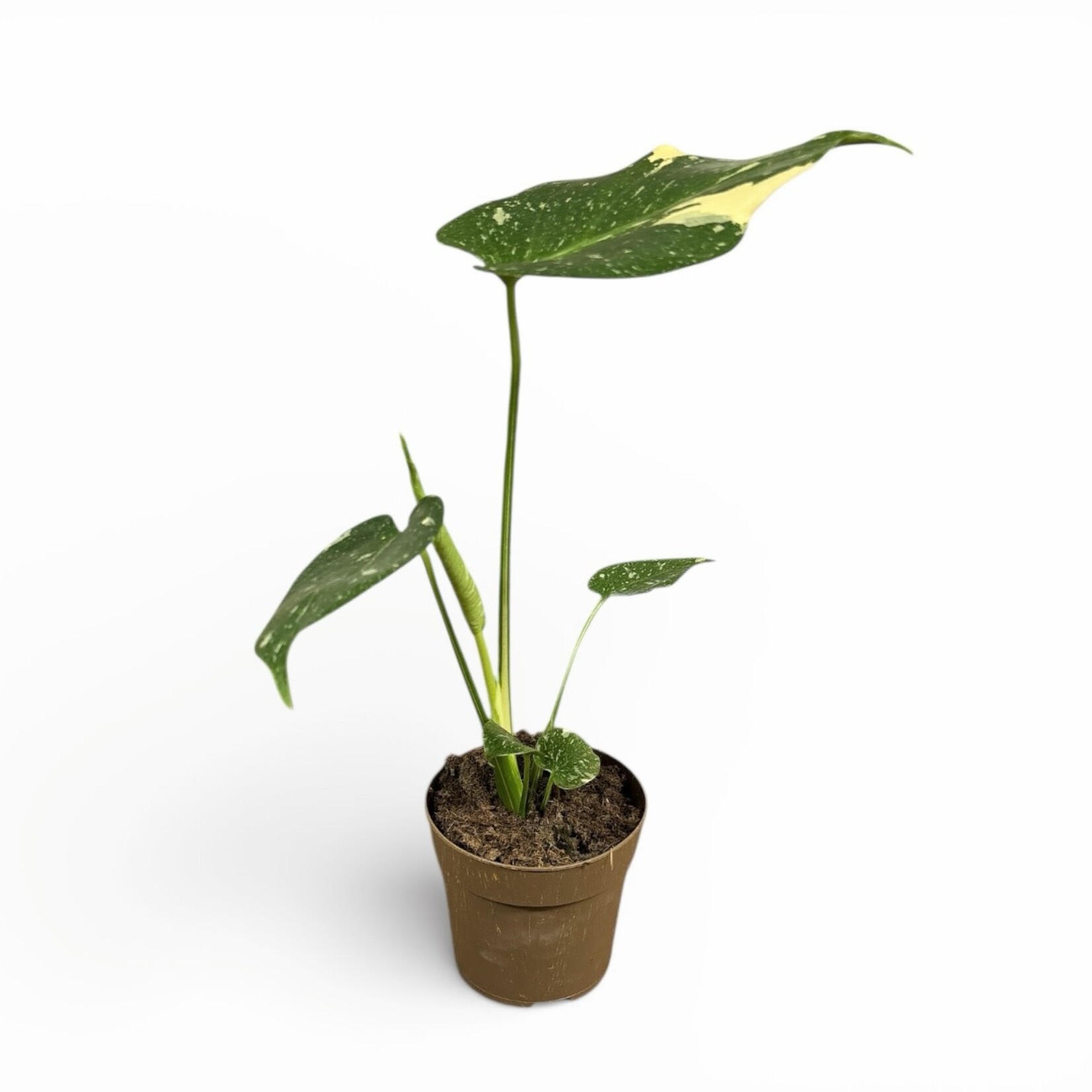 Planten Monstera thai constellation -  Ø12