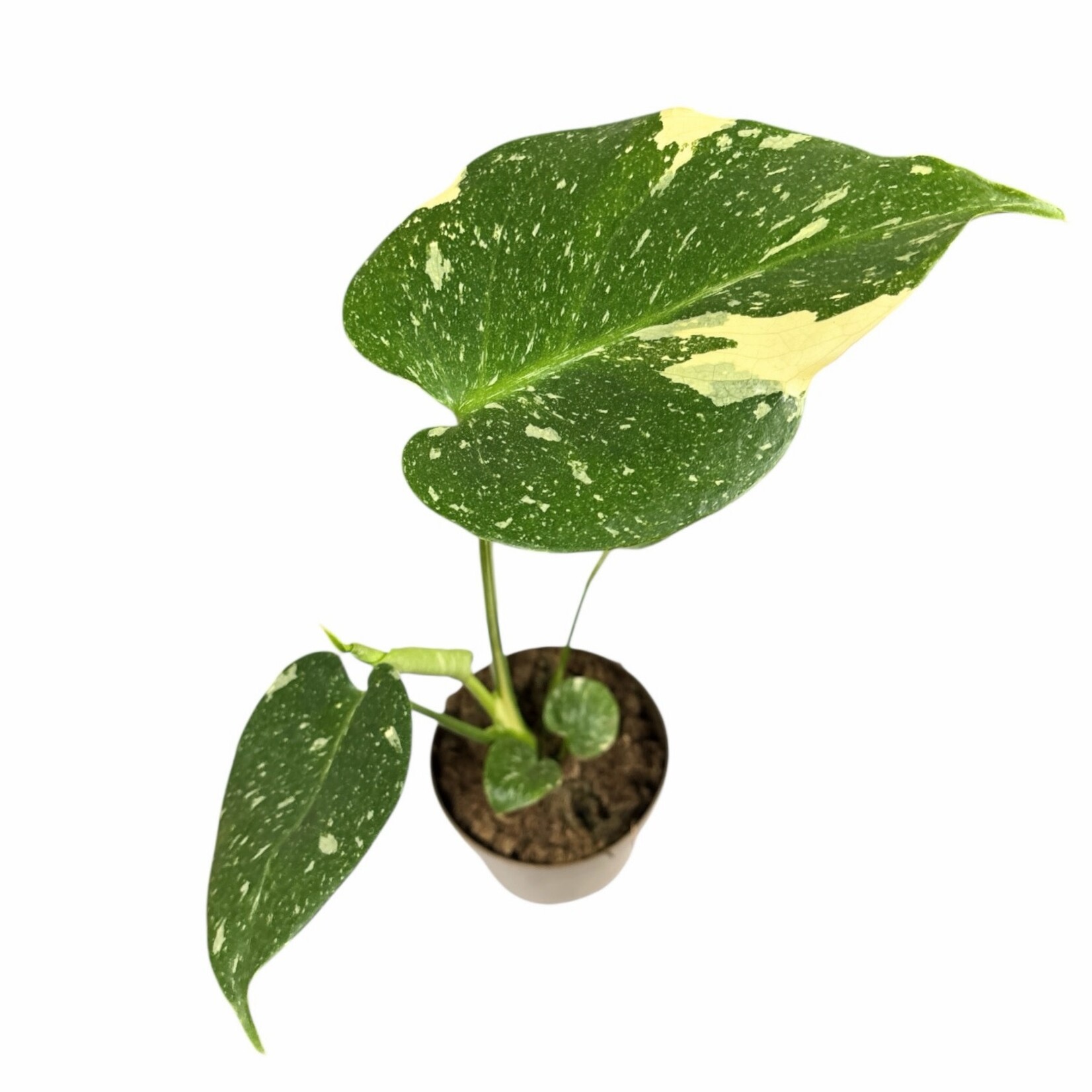 Planten Monstera thai constellation -  Ø12