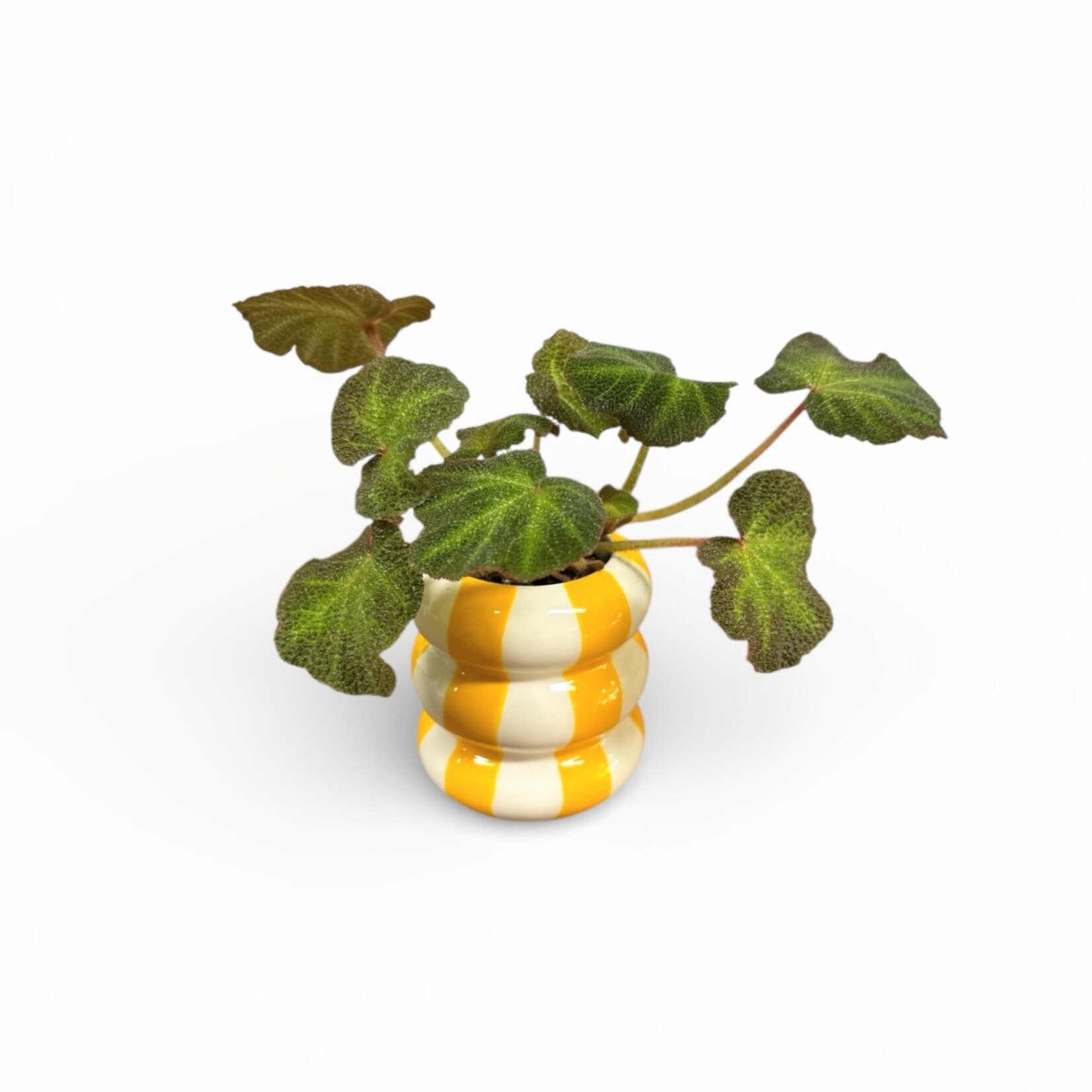 Planten Begonia rex soli mutata - Ø08