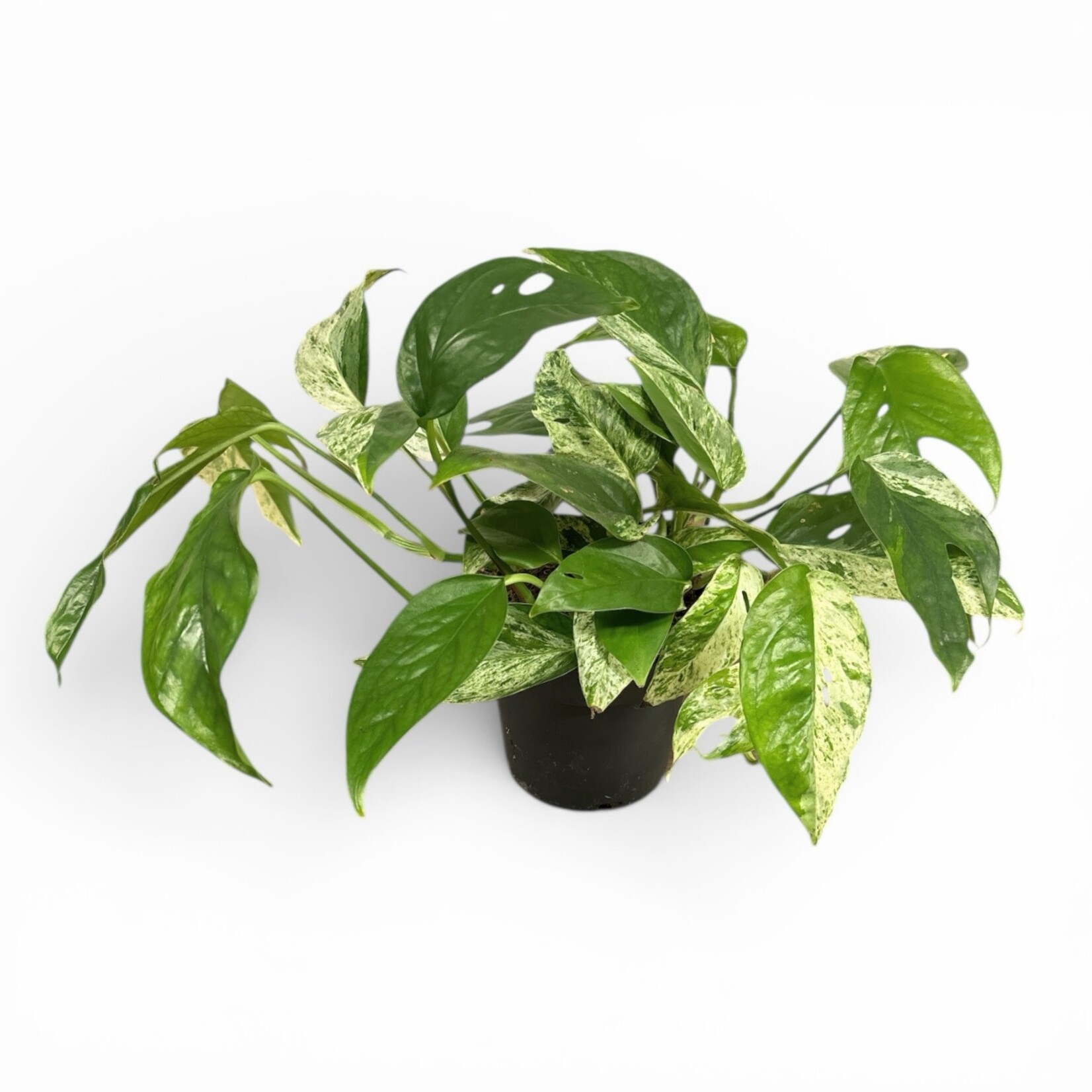 Planten Epipremnum marble queen variegated - Ø12