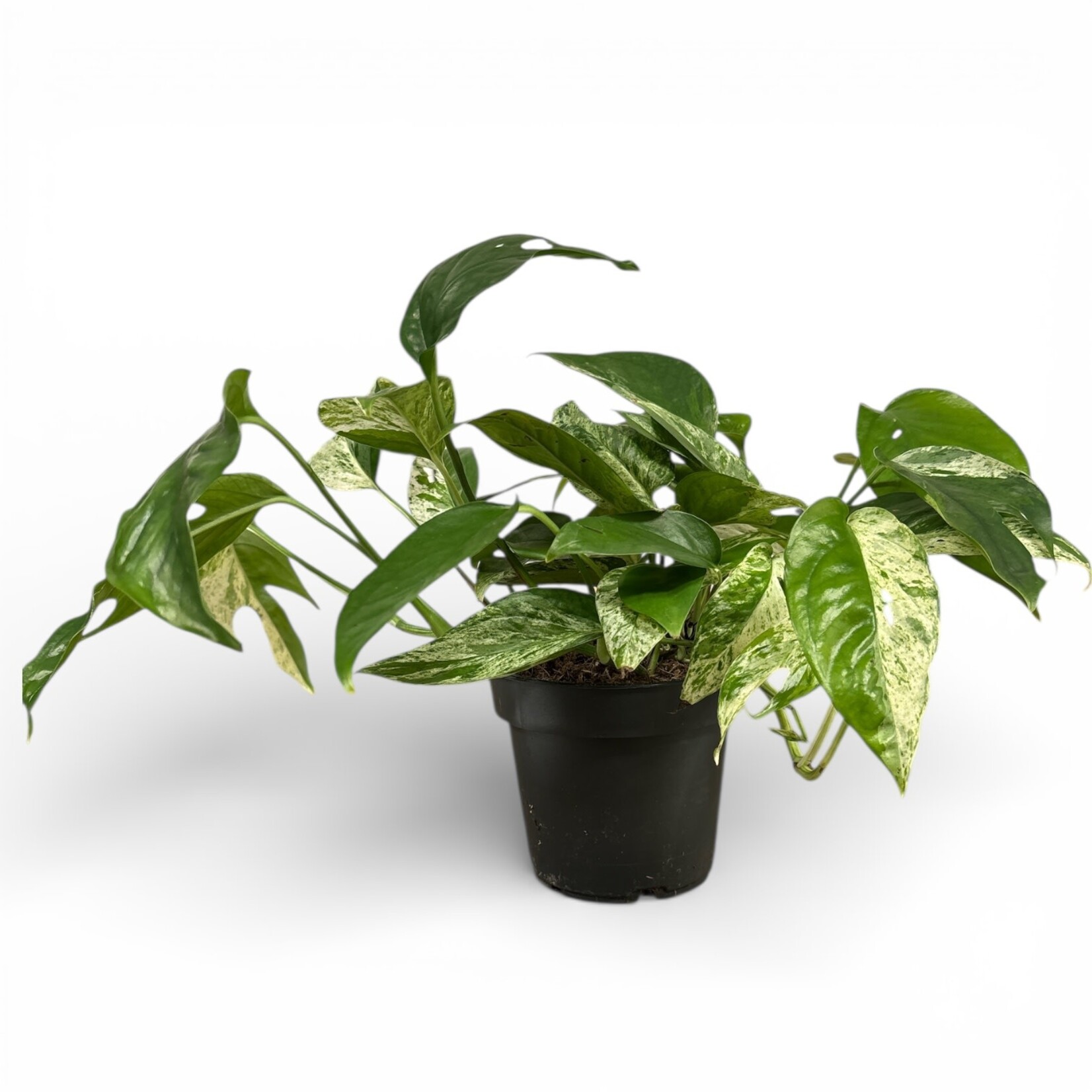Planten Epipremnum marble queen variegated - Ø12