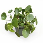 Planten Pilea peperomioides - Ø17