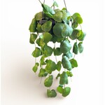 Planten Dischidia platyphylla - Ø14