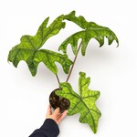 Planten Alocasia jacklyn - Ø14 - Hoogte 48 cm