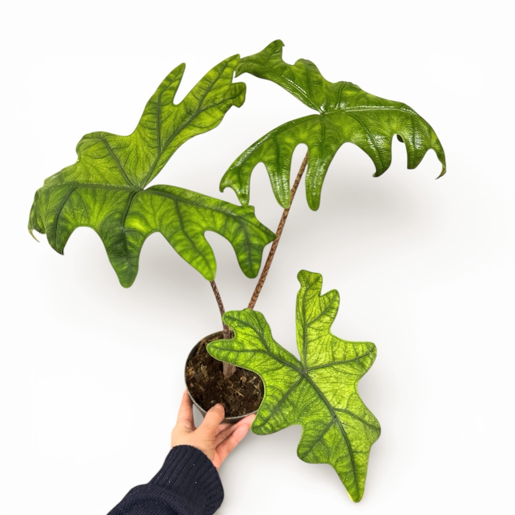 Planten Alocasia jacklyn - Ø14