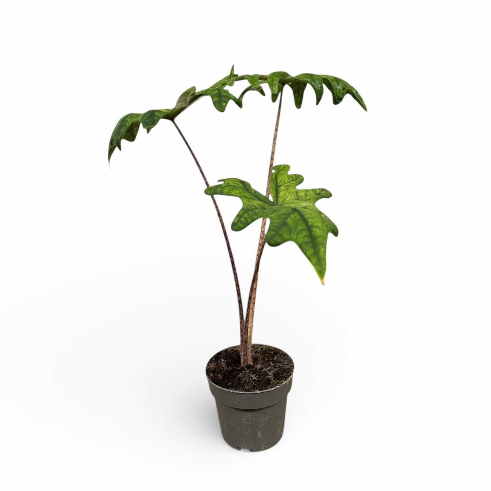 Planten Alocasia jacklyn - Ø14