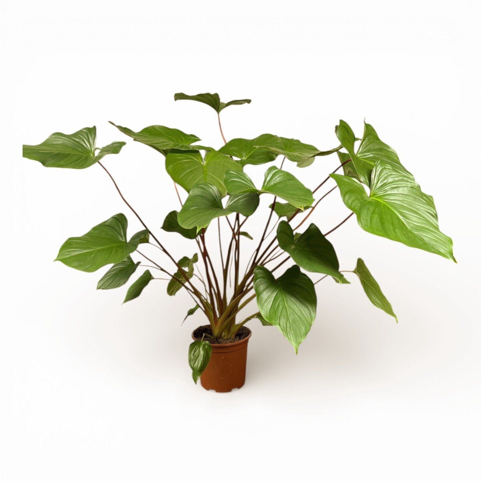 Planten Homalomena rubescens maggy - Ø19