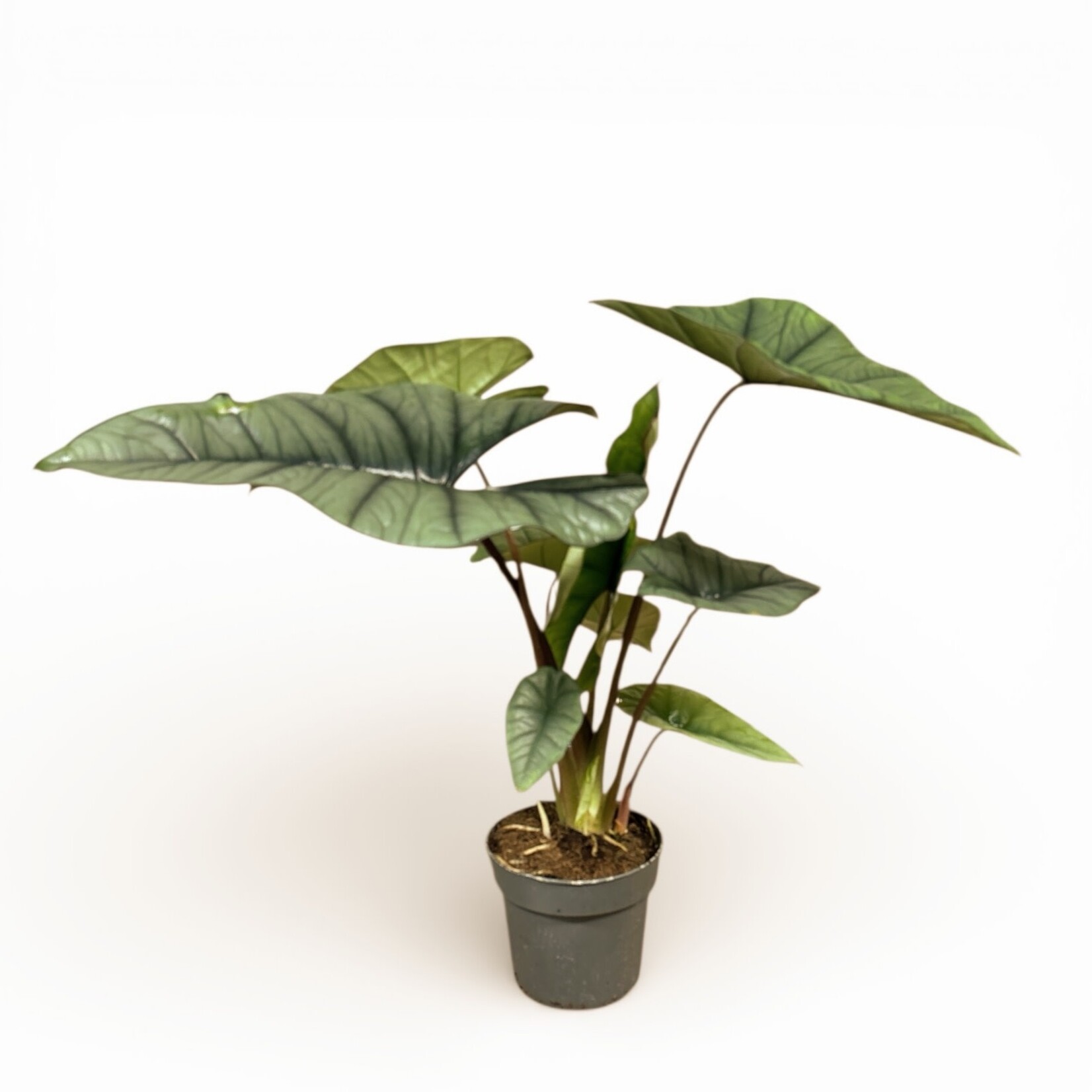 Alocasia platinium - Ø14