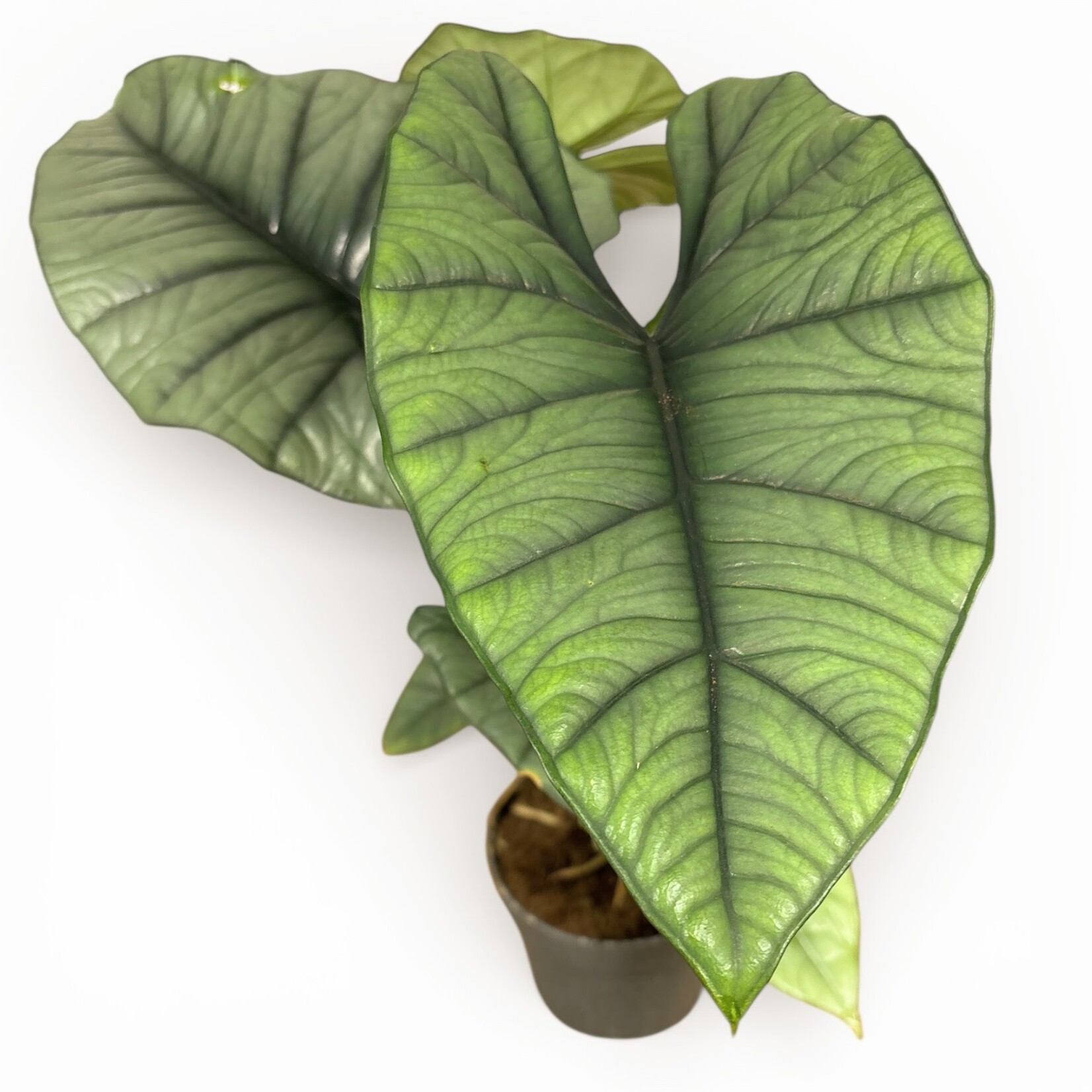 Alocasia platinium - Ø14