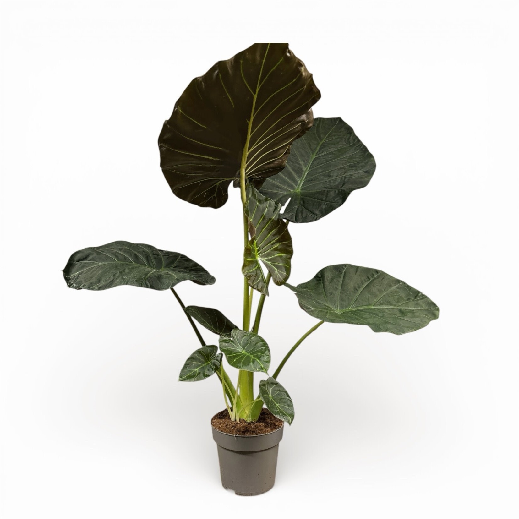 Planten Alocasia regal shields - Ø24