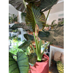 Planten Alocasia regal shields - Ø24