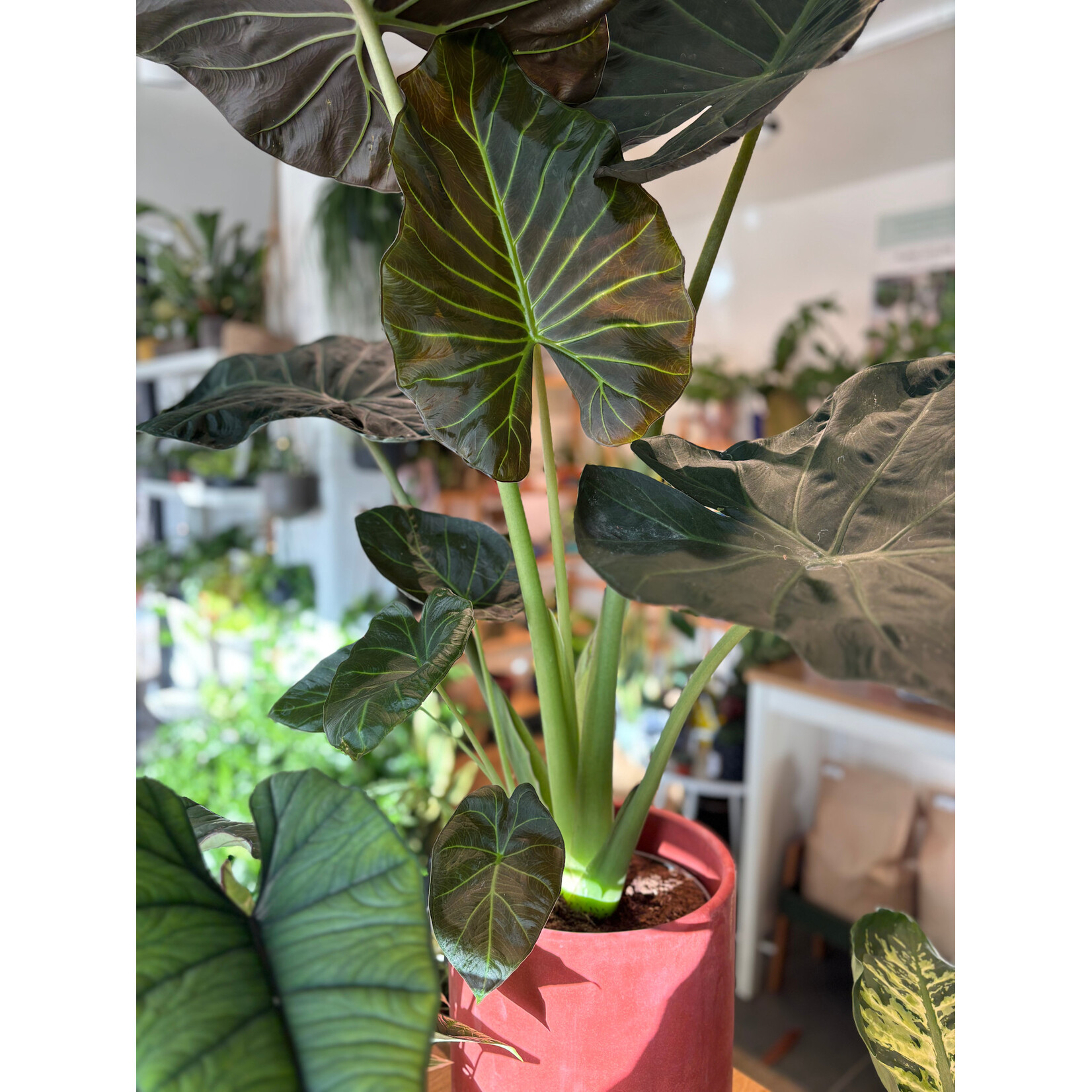 Planten Alocasia regal shields - Ø24