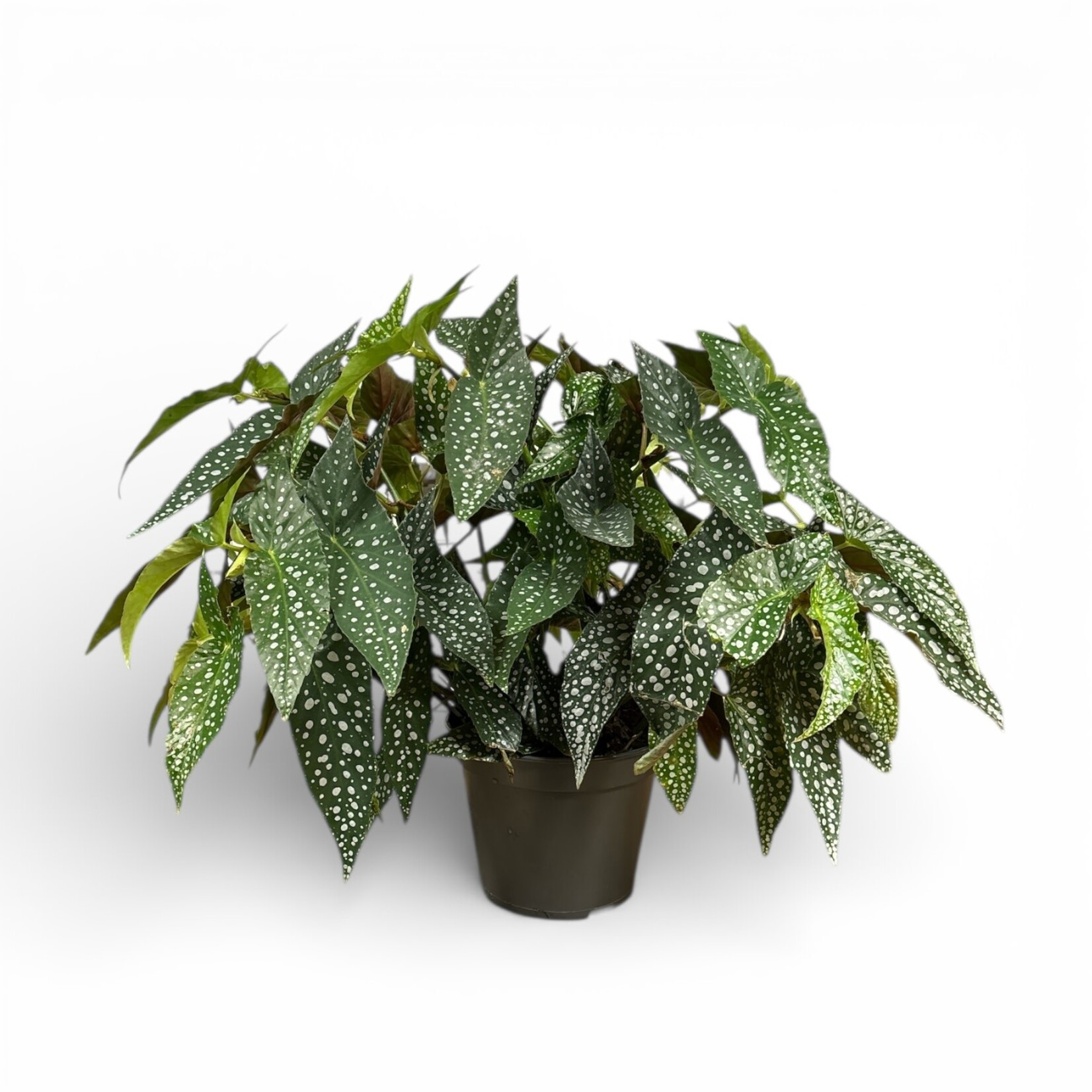 Planten Begonia double dot - Ø17