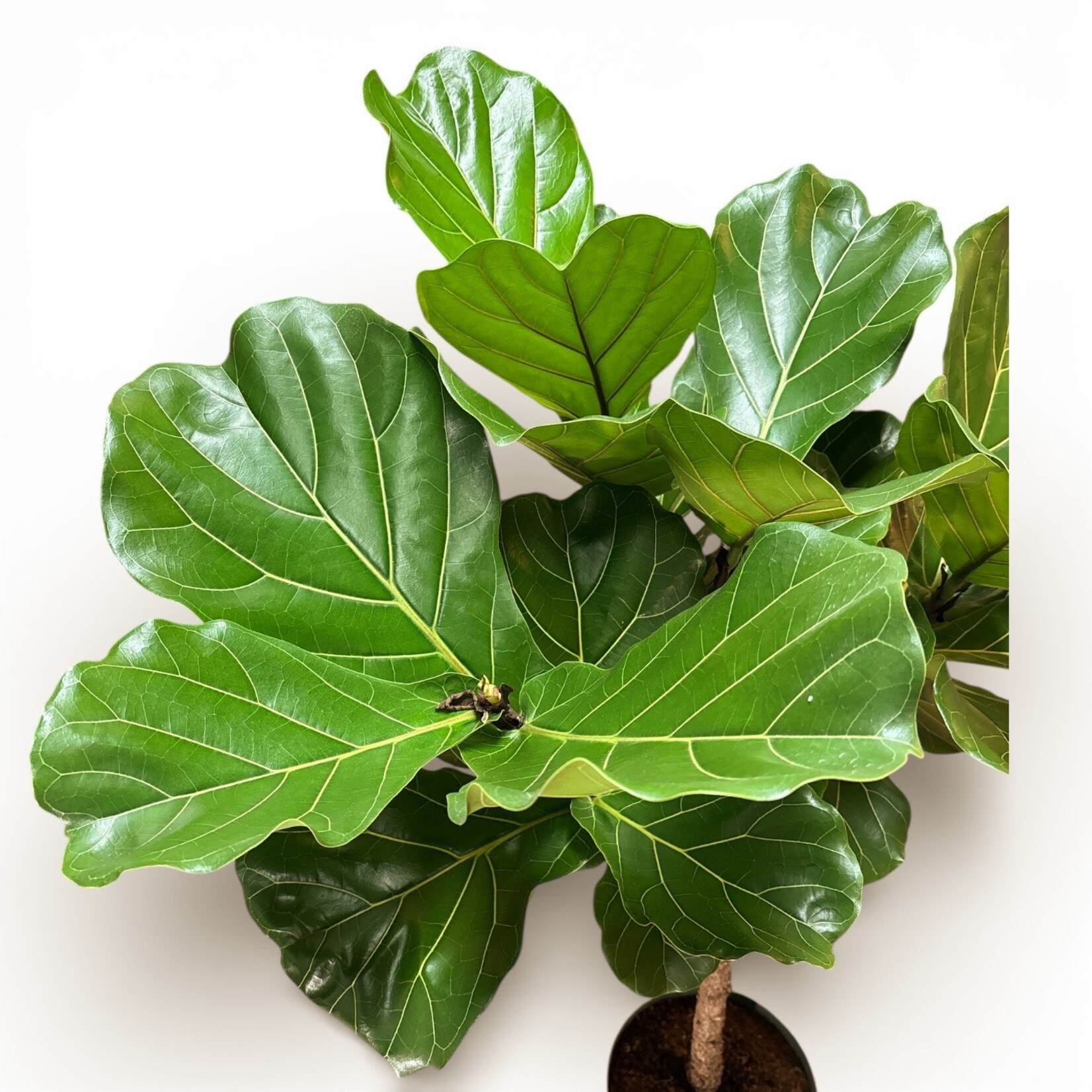 Planten Ficus lyrata - Ø27