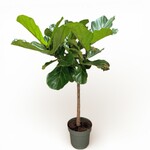 Planten Ficus lyrata - Ø27