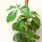 Planten Tetrastigma voinierianum - Ø27