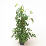 Planten Monstera acuminata - Ø24