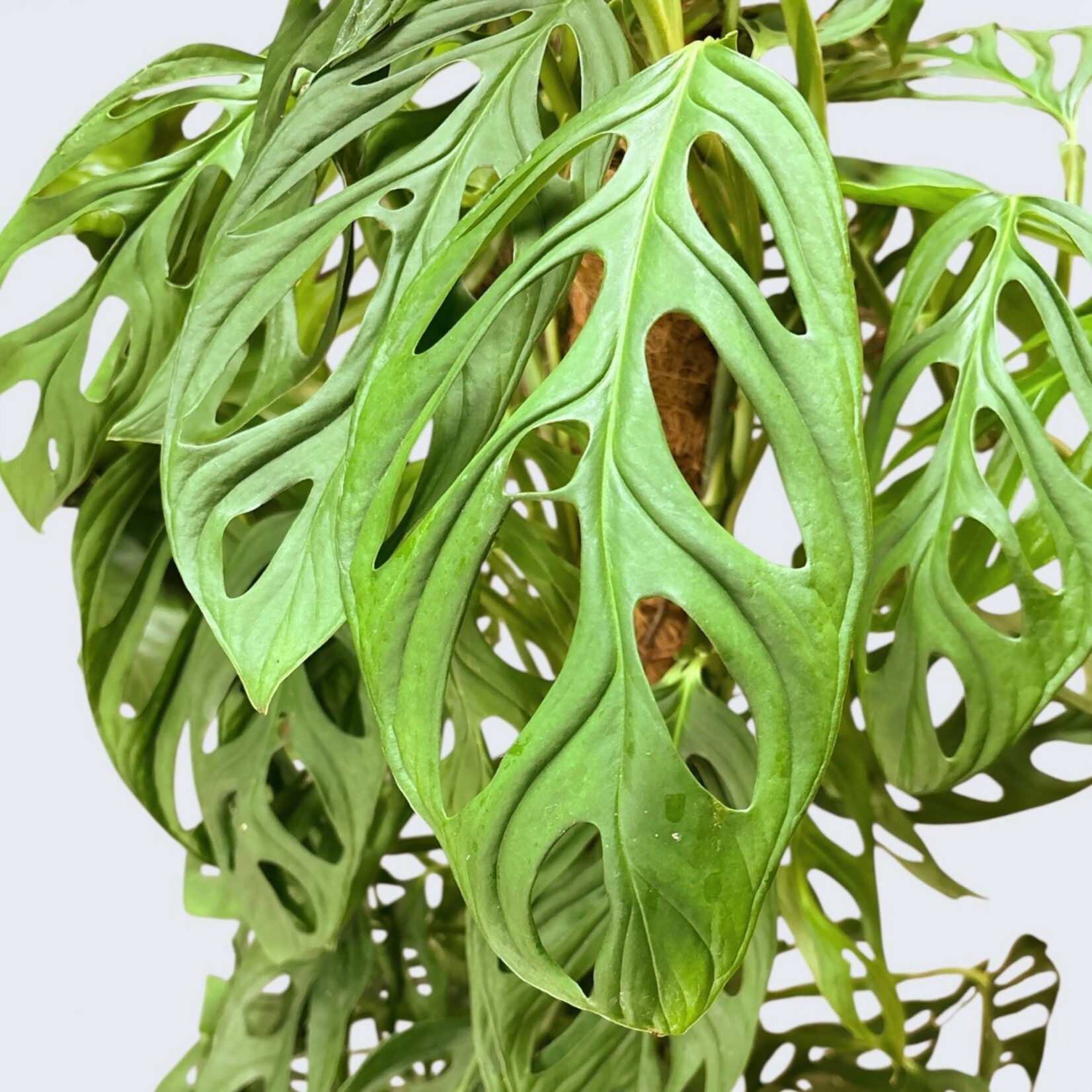 Planten Monstera acuminata - Ø24