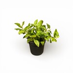 Planten Pedilanthus titylaloides - Ø10.5