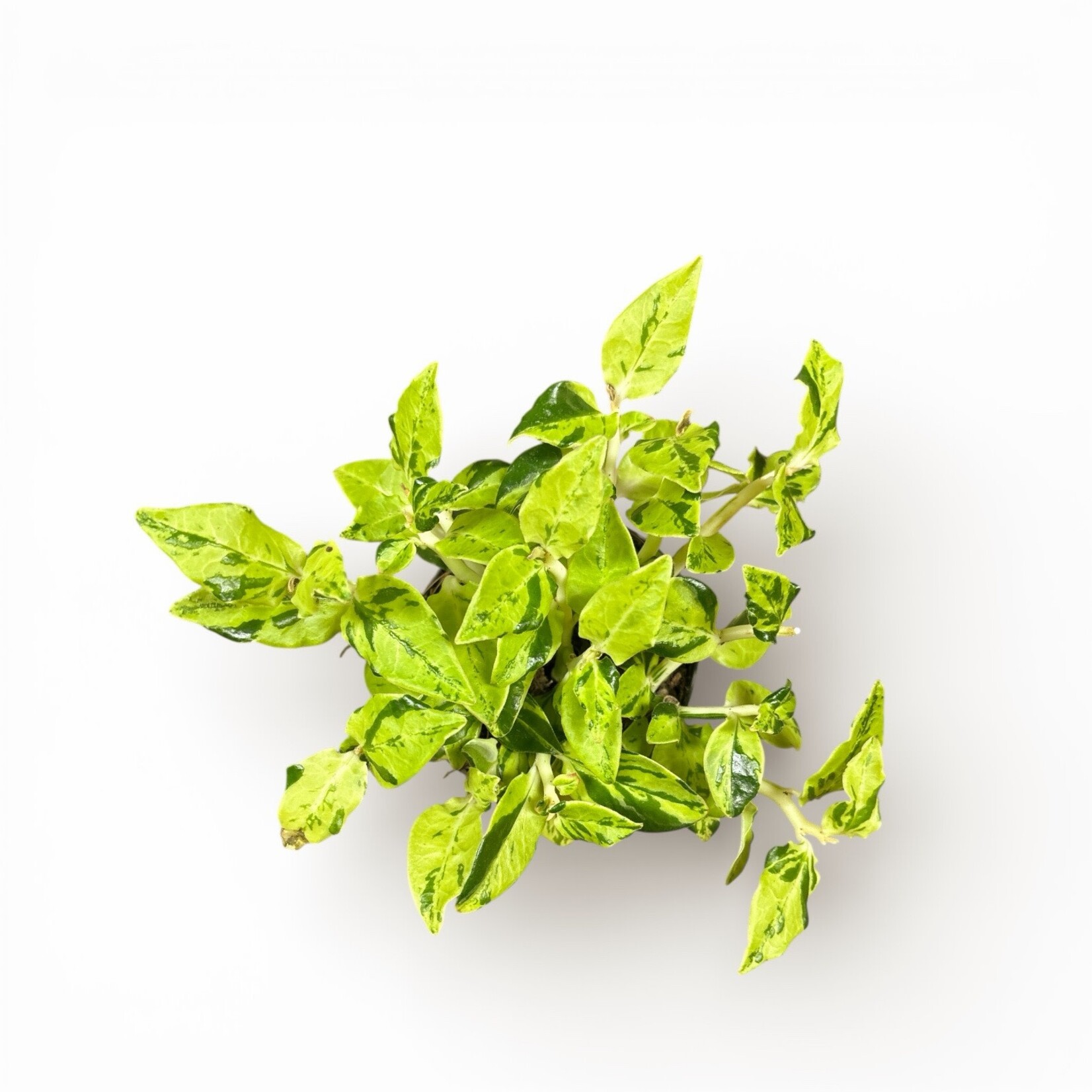 Planten Pedilanthus titylaloides - Ø10.5