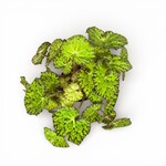 Planten Begonia rex Lime Fever Must - Ø13