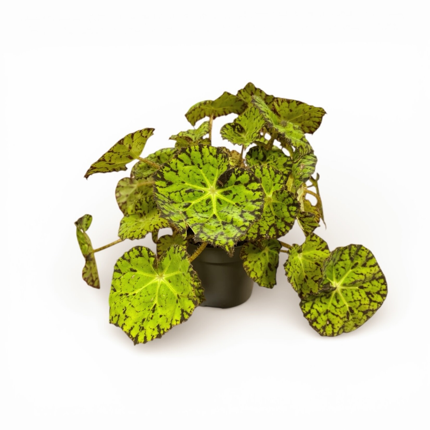 Planten Begonia rex Lime Fever Must - Ø13