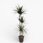 Planten Dracaena bicolor - Ø24
