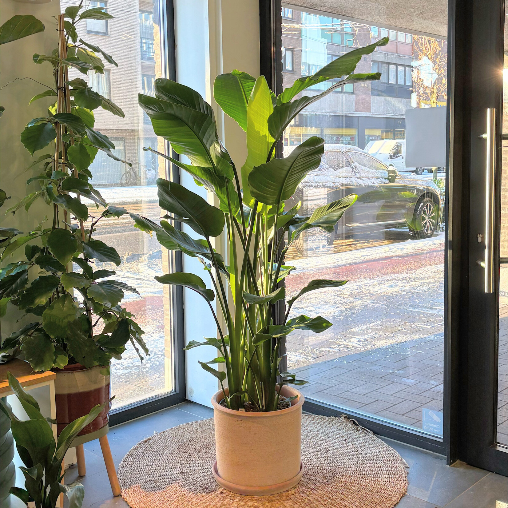 Planten Strelitzia nicolai - Ø30 - Hoogte 170 cm